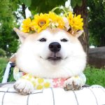 iamge2